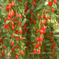 Goji Berries,Goji Berry,Wolfberry